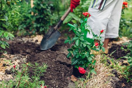 Woman gardener transplanting roses flowers from pot into wet soil. Farmer digging hole holding shovel. Summer garden work.の写真素材