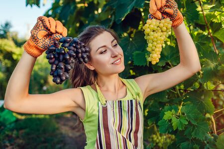 Farmer gathering crop of grapes on ecological farm. Woman picking table grapes and holding green and blue bunches. Gardening, farming conceptの写真素材