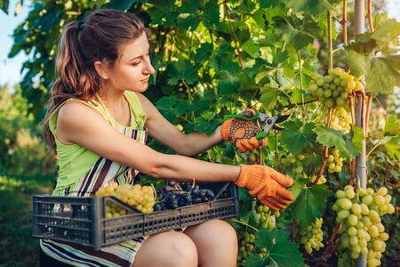 Farmer gathering crop of grapes on ecological farm. Woman cutting table grapes with pruner and puts it in box. Gardening, farming conceptの写真素材