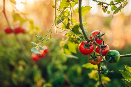 Cherry tomatoes crop growing on farm. Farming, gardening concept. Picking autumn harvest of vegetablesの写真素材