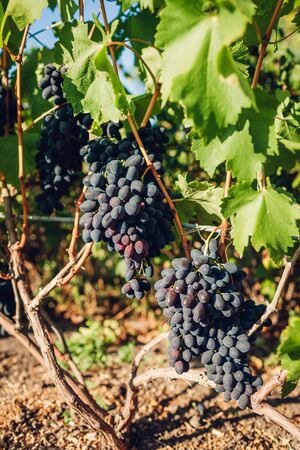 Crop of table grapes on ecological farm. Blue Kodrianka and green delight grape hanging in garden. Gardening, farming conceptの写真素材