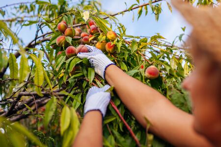 Senior woman picking ripe organic peaches in summer orchard. Farmer checking fruits on branches. Harvesting. Gardening and farmingの写真素材
