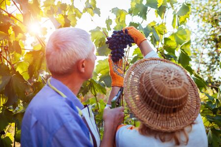 Grapes picking. Couple of farmers gather crop of grapes on ecological farm. Happy senior man and...