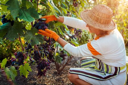 Farmer gathering crop of grapes on ecological farm. Woman cutting blue table grapes with pruner....