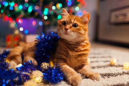Ginger cat playing with garland and tinsel under Christmas tree at home. Christmas and New year conceptの写真素材