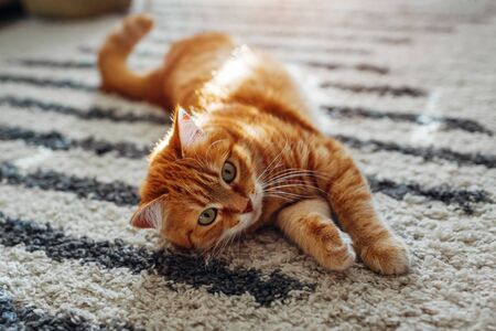 Ginger cat lying on floor carpet at home. Pet playing with rugの写真素材