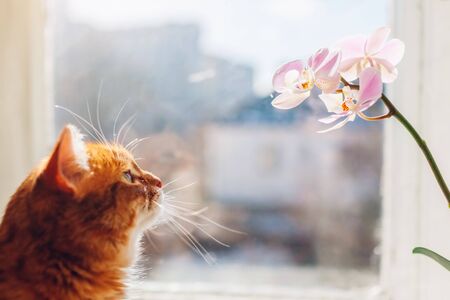 Ginger cat looking at orchid walking on window sill at home in the morning. Curious pet interested in flowers and plantsの写真素材
