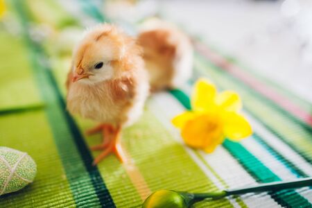 Easter chickens. Little orange chicks walking among spring flowers and Easter eggs. Spring holiday...