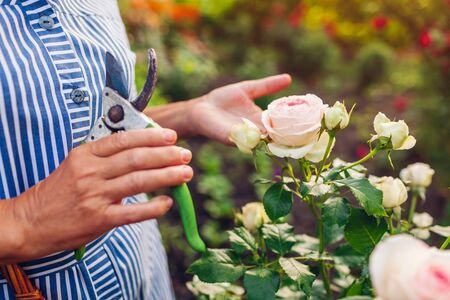 Senior woman gathering flowers in garden. Middle-aged woman cutting roses off with pruner scissors....