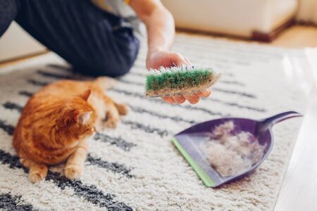 Cleaning carpet from cat hair with brush at home. Man cleans dirty rug puts animal fur in scoop. Housekeeping with pet. Allergyの写真素材