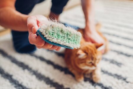 Cleaning carpet from cat hair with brush at home.の写真素材