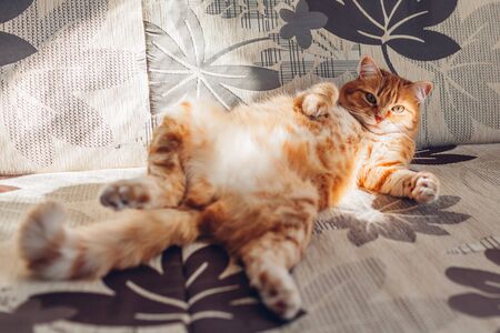 Ginger cat relaxing on couch in living room lying in funny pose on back. Pet enjoying sun at home. Close upの写真素材