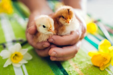 Easter chicken. Little orange chicks sitting in hands among spring flowers and Easter decorative...
