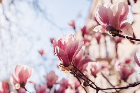 Magnolia flowers. Tree blooming with pink flowers in spring garden. Branch in blossom at sunset....