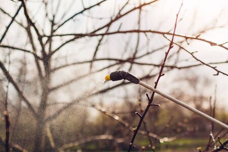 Spraying tree with manual pesticide sprayer against insects in spring garden. Agriculture and...
