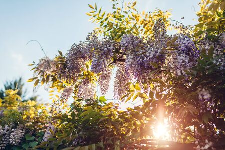 Wisteria flowers blooming in spring garden. Vines of wisteria bush hanging off fence. Violet sunset blossom shaking on wind. Nature landscapeの写真素材