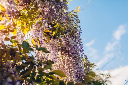 Wisteria flowers blooming in spring garden.の写真素材