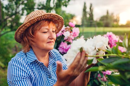 Senior gardener woman gathering and smelling peonies flowers in garden.の写真素材