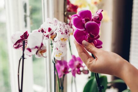 Woman gardener holding purple Pretoria orchids flowers on window sill. Girl taking care of many different home plants.の写真素材