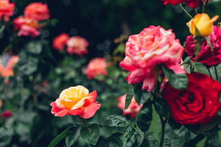 Beautiful red and yellow roses bushes blooming in summer garden. Fresh flowers in blossom growing on lawn in park.の写真素材