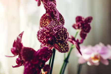 Wild cat orchid phalaenopsis. Home plants care. Close-up of violet flowers with dots ornamentの写真素材