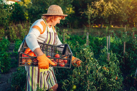 Woman farmer gathering red tomatoes on eco farm putting them in box. Autumn crop of vegetables. Gardening, farming. Harvest timeの写真素材