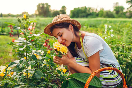 Young woman smelling flowers in garden. Gardener picking cutting roses off with pruner for bouquet. Summer gardening workの写真素材