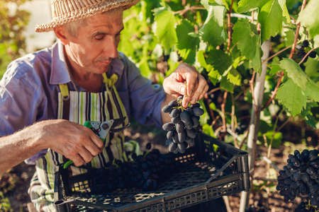 Farmer gathering crop of grapes on ecological farm. Man cutting blue table grapes with pruner and puts it in box. Gardening, farming conceptの写真素材