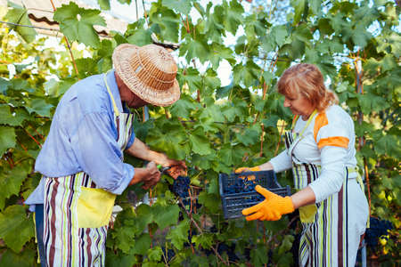 Couple of farmers picking crop of grapes on ecological farm. Happy senior man and woman cut bunch with pruner and put grapes in box. Gardeningの写真素材