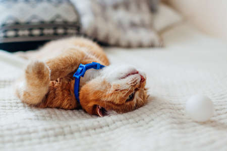 Ginger cat playing with ball on couch in living room at home. Pet having fun looking upside downの写真素材