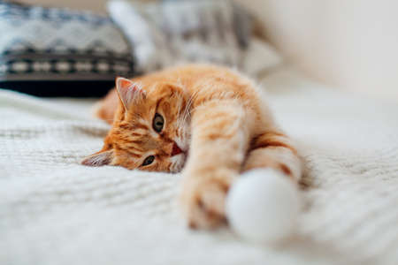 Ginger cat playing with ball on couch in living room at home. Pet having fun on blanket