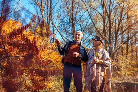 Fall activities. Senior family couple walking in autumn park. Man and woman enjoying nature outdoors talking admiring viewの写真素材