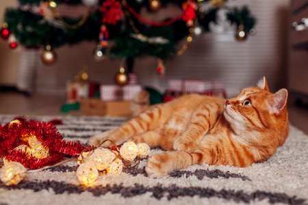 Ginger cat playing with garland under Christmas tree at home lying on floor at home. Christmas and New year conceptの写真素材