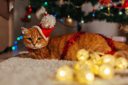 Ginger cat wears Santa's hat under Christmas tree playing with lights and tinsel at home. Christmas and New year conceptの写真素材