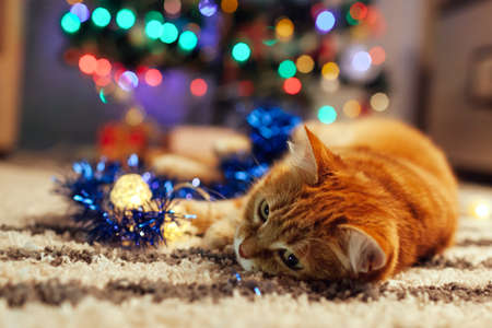 Ginger cat playing with garland and tinsel under Christmas tree at home. Christmas and New year conceptの写真素材