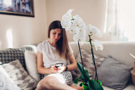 Woman relaxing using phone sitting on couch at home. Cozy interior with white blooming orchid. Home plants and flowersの写真素材