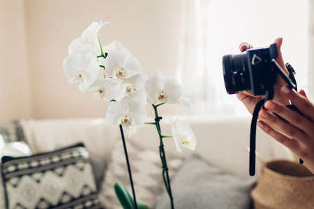Woman photographer takes picture of blooming orchid using camera. Freelancer works from home during coronavirus covid-19. Close upの写真素材