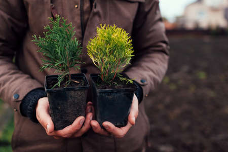 Gardener man holding two types of small arborvitae thujas in containers. Transplanting evergreen plants into soil in autumnの写真素材