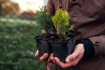 Gardener man holding two types of small arborvitae thujas in containers. Transplanting evergreen...