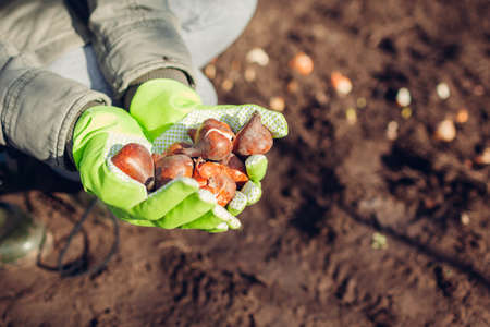 Tulip bulbs fall planting. Woman gardener holding handfull of bulbs ready to put in soil. Autumn gardening work. Planting spring flowersの写真素材