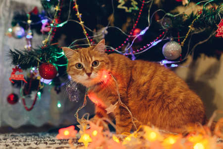 Ginger cat caught playing with illumination lights under Christmas tree at home. Christmas and New year celebration with naughty petの写真素材