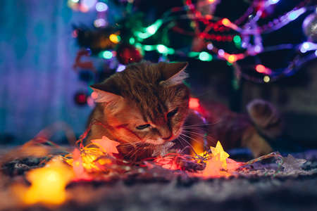 Ginger cat caught biting garland lights under Christmas tree at home. Christmas and New year celebration with naughty petの写真素材