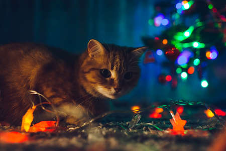 Ginger cat playing with illumination lights under Christmas tree at home at night. Christmas and New year celebration with naughty petの写真素材