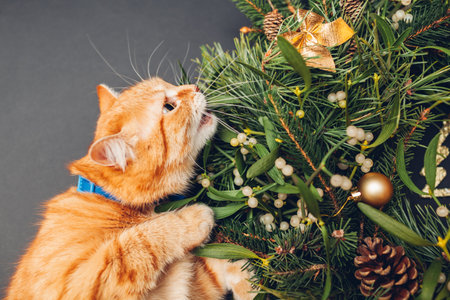Cat biting Christmas and New Year wreath made of fir, pine, mistletoe branches, cones decorated with golden ornaments. Pet having funの写真素材