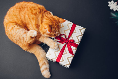Cat plays with Christmas and New year gift box wrapped in paper and decorated with red ribbon bow on black background. Presents for petsの写真素材