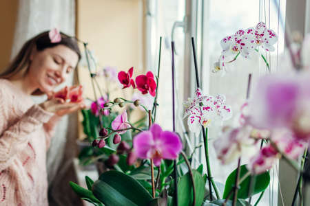 Young woman smelling blooming orchids on window sill. Housewife taking care of home plants and flowers. Hobbyの写真素材