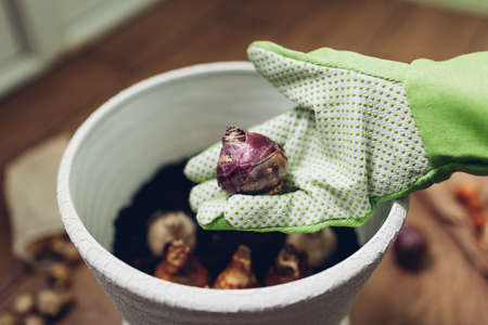 Gardener planting bulbs in pot at home. Narcissus, hyacinth bulbs growing. Gardening hobby. Planting spring flowers in containerの写真素材