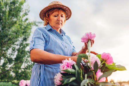 Senior woman gathering flowers in garden. Elderly retired woman cutting peonies with pruner. Gardening concept. Hobbyの写真素材