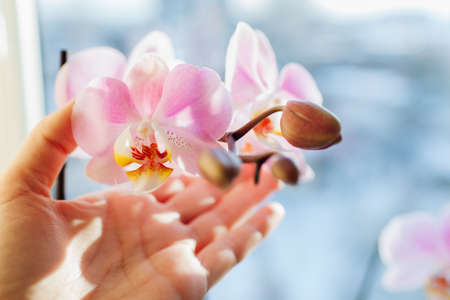 Woman touching pink orchid flowers. Gardener taking care of home plants. Blooming phalaenopsis Daydreamerの写真素材