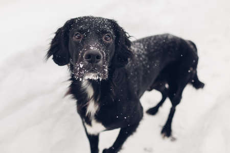 Black dog walking outdoors on snow after blizzard. Pet has snow on its face and fur. Animal looking at camera. Close upの写真素材